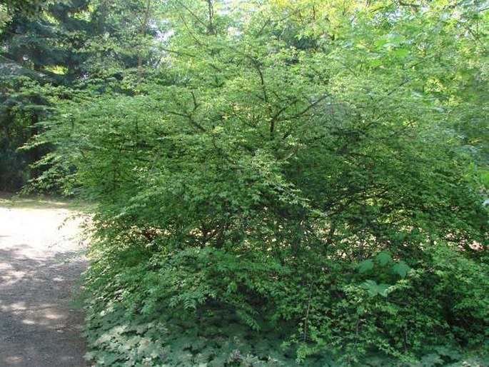 Euonymus alatus