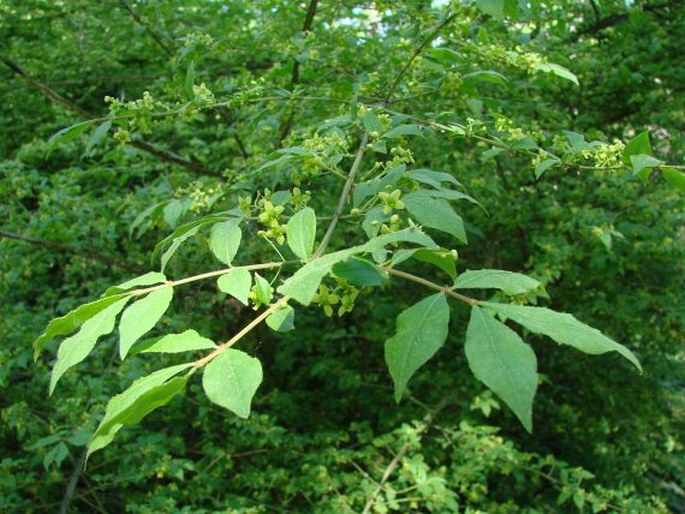 Euonymus alatus