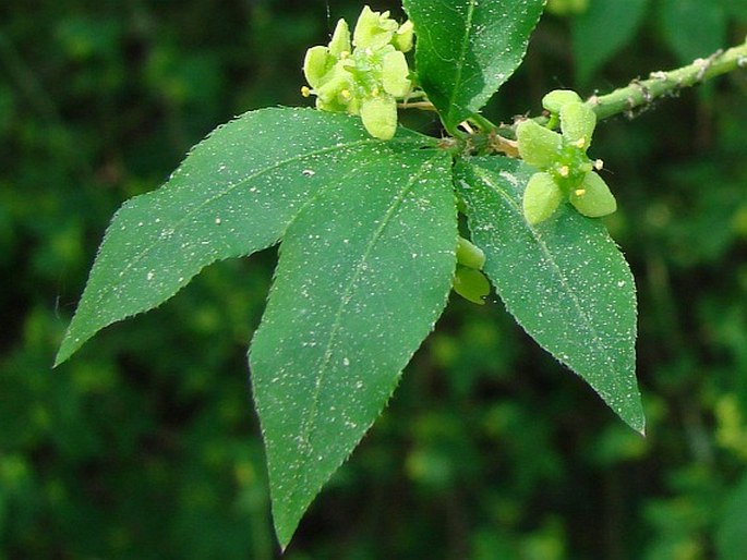 Euonymus alatus