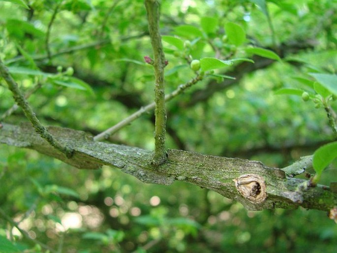 Euonymus alatus