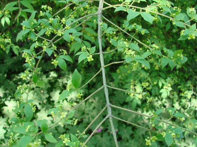 Euonymus alatus