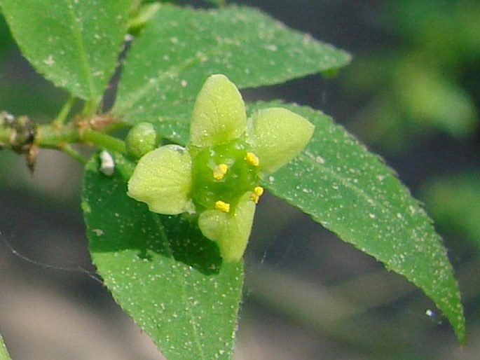 Euonymus alatus