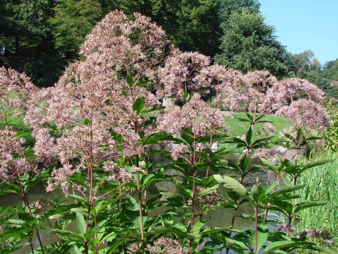 EUPATORIUM PURPUREUM L. - sadec nachový / konopáč