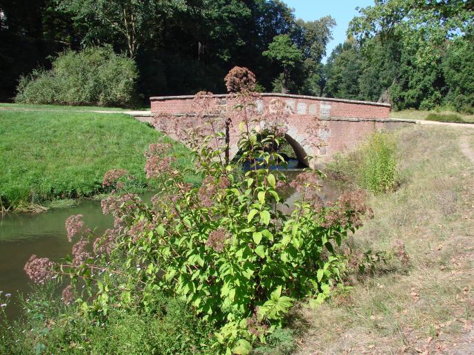 Eupatorium purpureum