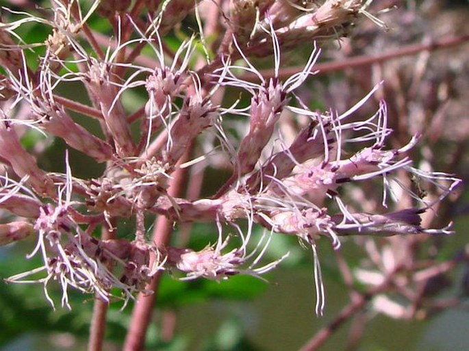 Eupatorium purpureum