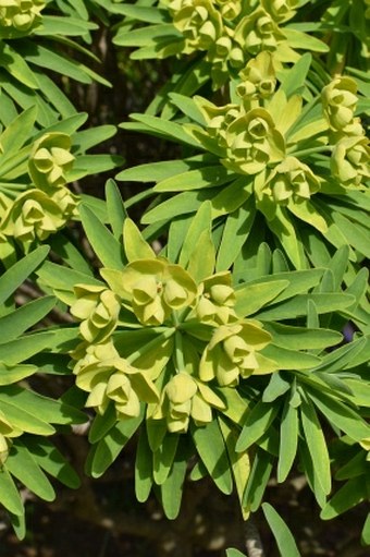 Euphorbia bourgeana