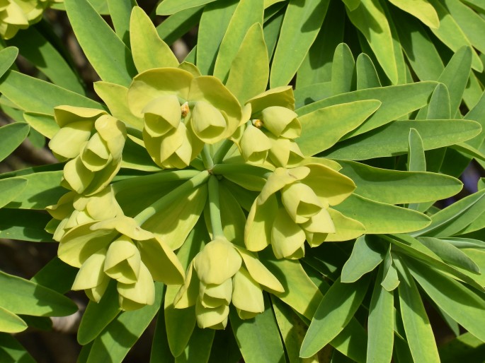 Euphorbia bourgeana