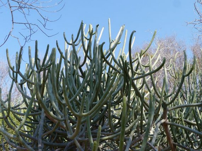 Euphorbia cedrorum