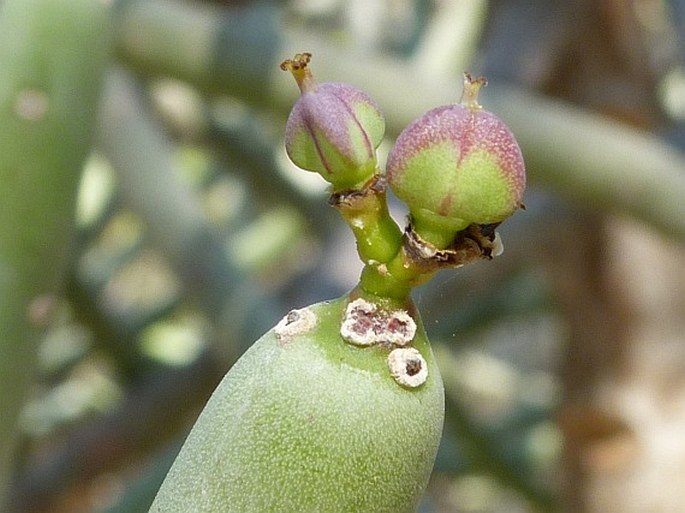 Euphorbia cedrorum