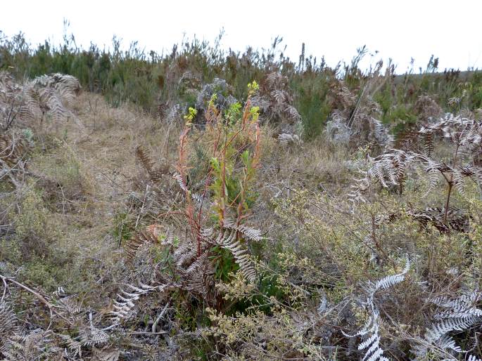 Euphorbia emirnensis