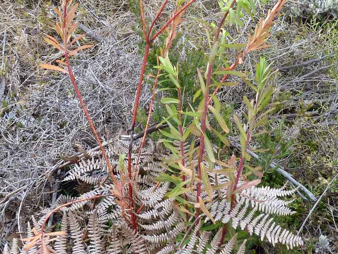 Euphorbia emirnensis