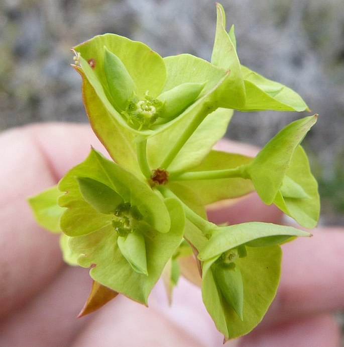 Euphorbia emirnensis