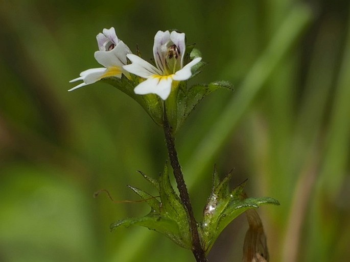 EUPHRASIA EXARISTATA Smejkal – světlík bezosinkatý / očianka bezosťová