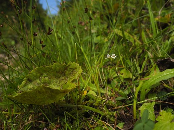 Euphrasia exaristata