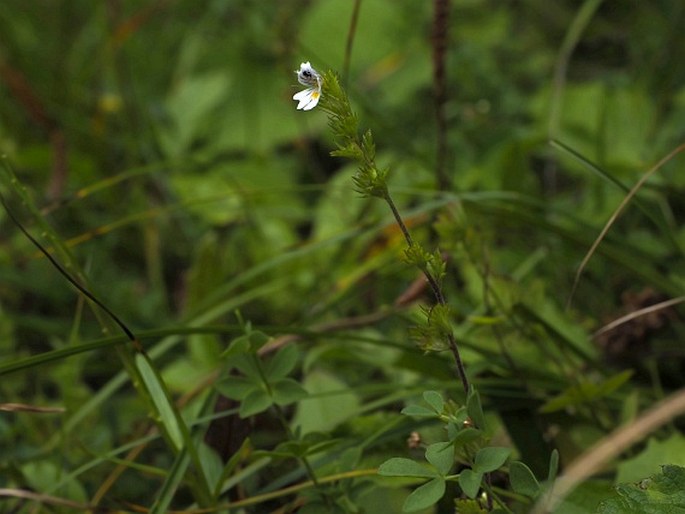 Euphrasia exaristata