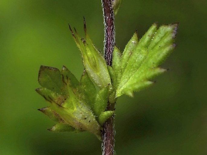 Euphrasia exaristata