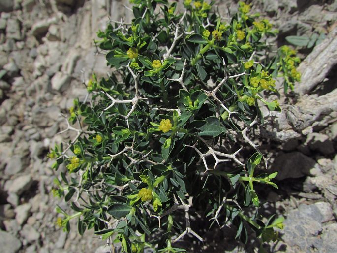 Euphorbia acanthothamnos