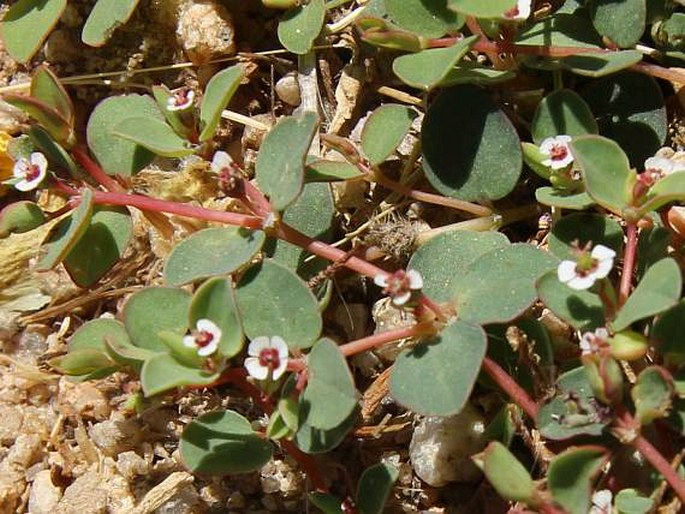 Euphorbia albomarginata