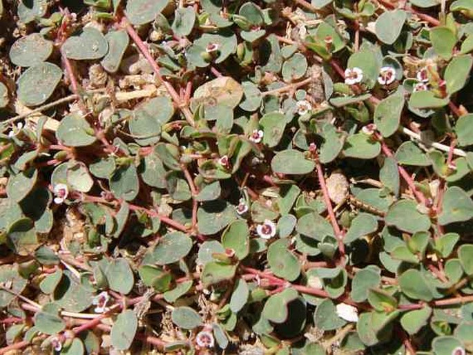 EUPHORBIA ALBOMARGINATA Torr. et A. Gray – pryšec / mliečnik