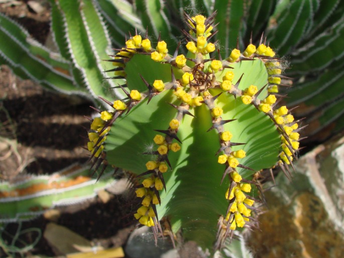 Euphorbia avasmontana