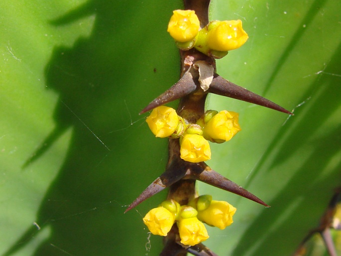 Euphorbia avasmontana