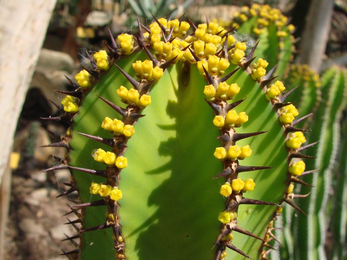 Euphorbia avasmontana