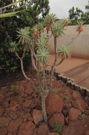 Euphorbia bravoana