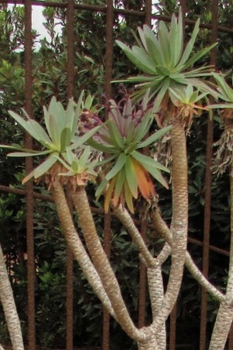 Euphorbia bravoana