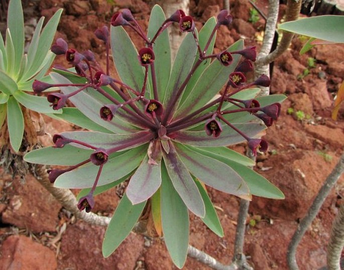 EUPHORBIA BRAVOANA Svent. - pryšec / mliečnik