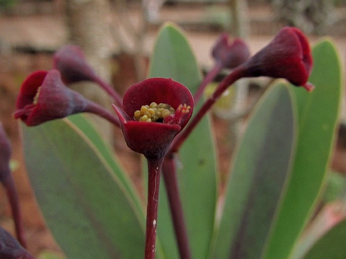 Euphorbia bravoana