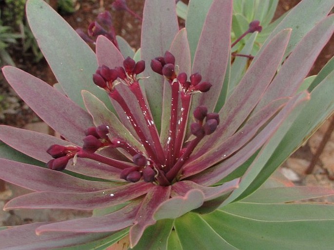 Euphorbia bravoana