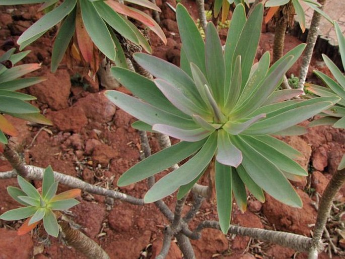 Euphorbia bravoana