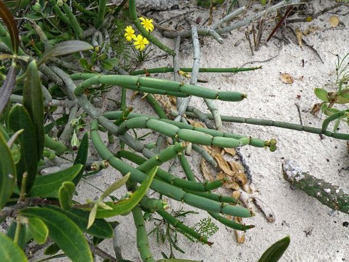 EUPHORBIA BURMANNII (Klotzsch et Garcke) E. Mey. ex Boiss. – pryšec / mliečnik