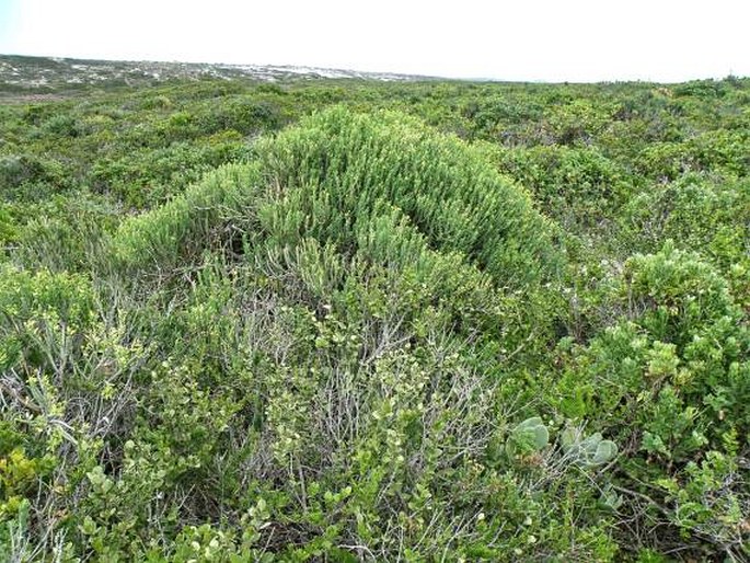 Euphorbia burmannii