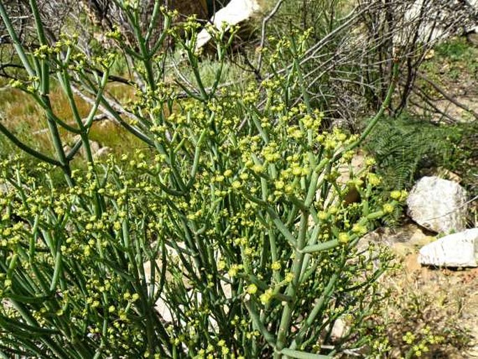 Euphorbia burmannii