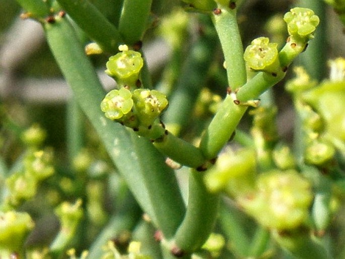 Euphorbia burmannii