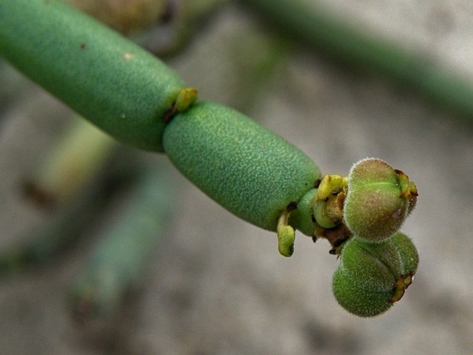 Euphorbia burmannii