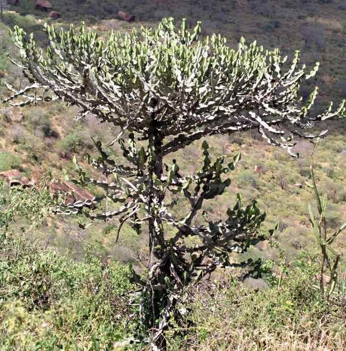 Euphorbia bussei