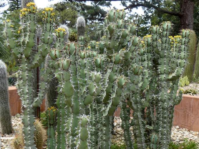 Euphorbia caerulescens