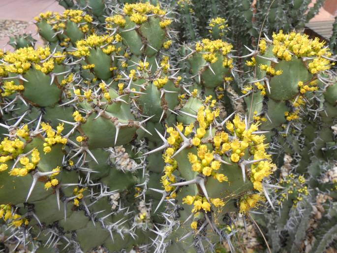 Euphorbia caerulescens