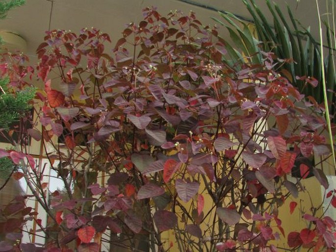 Euphorbia cotinifolia subsp. cotinoides