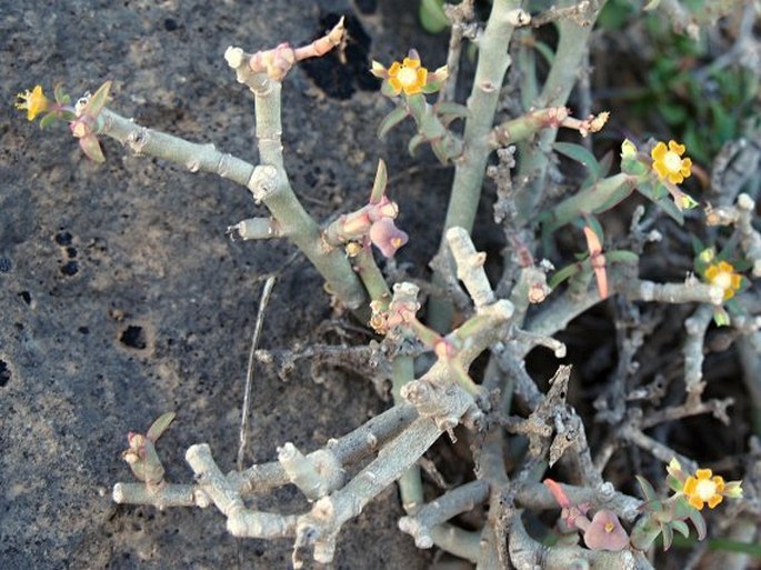 Euphorbia dhofarensis