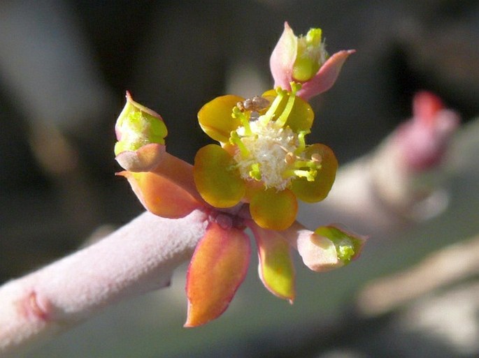 Euphorbia dhofarensis