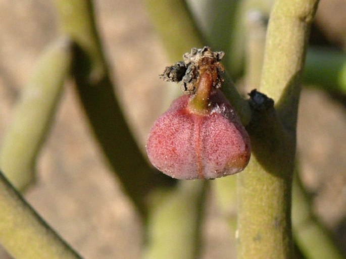 Euphorbia dhofarensis