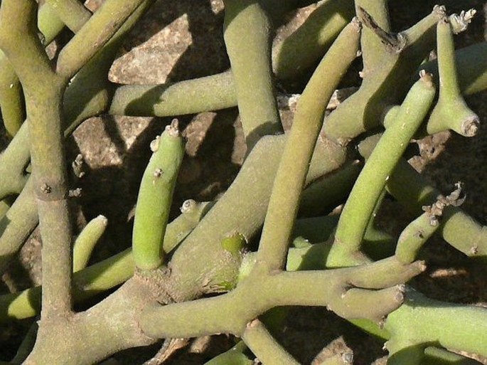 Euphorbia dhofarensis