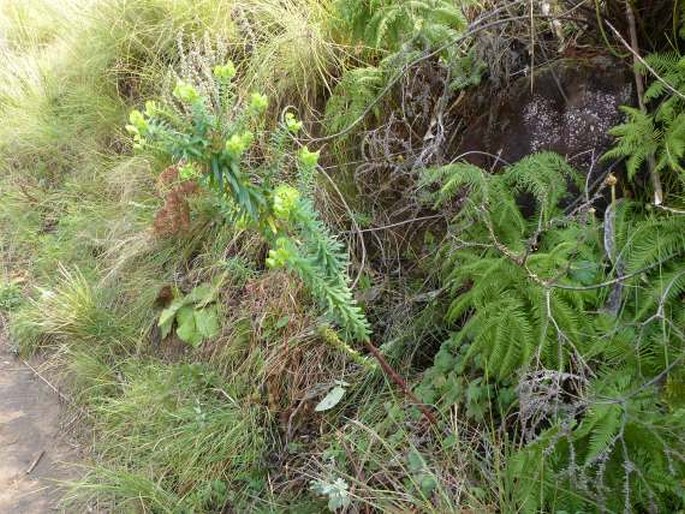 Euphorbia epicyparissias