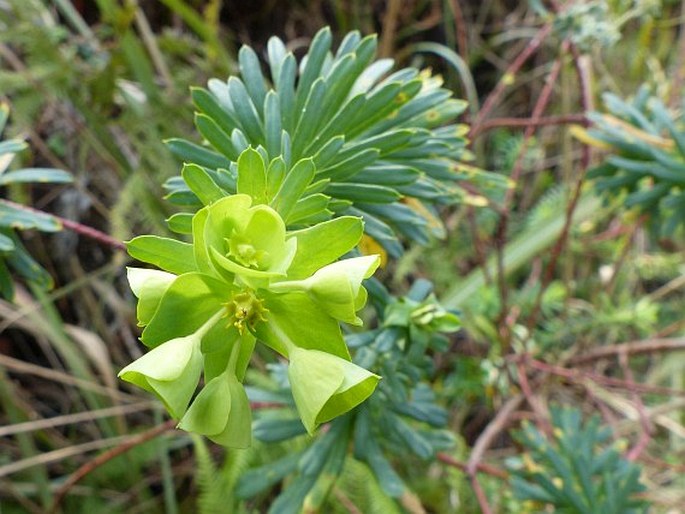 Euphorbia epicyparissias