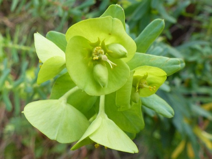 Euphorbia epicyparissias