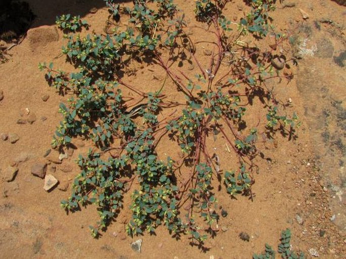 Euphorbia fendleri