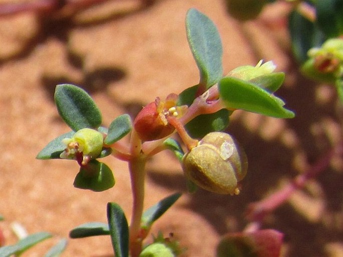 Euphorbia fendleri